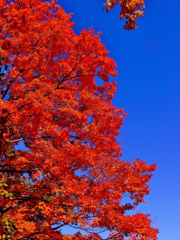 autumn colors Kitchener, Ontario Canada