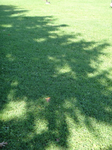 Tree shadow Toronto, Ontario Canada