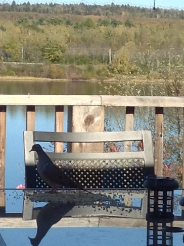 Morning Dove feeding Fredericton, New Brunswick Canada