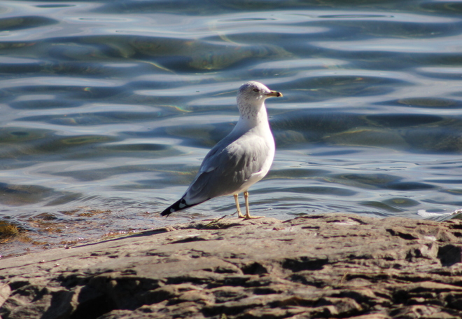Seagull (shore of St. Lawrence River) Brockville, Ontario Canada