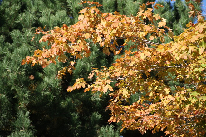 golden leaves Scarborough, Ontario Canada