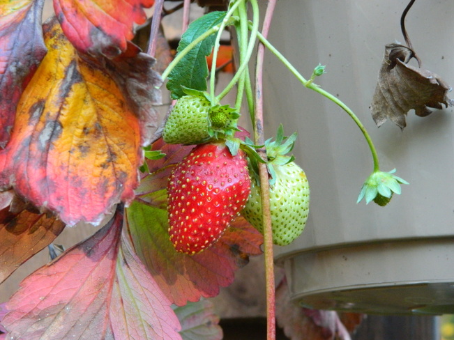 Strawberries of October 2013 Minto, New Brunswick Canada