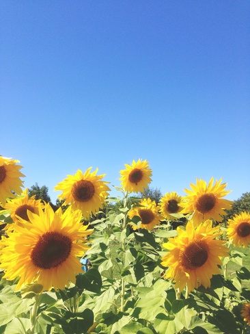 sunflower Unionville, Ontario Canada
