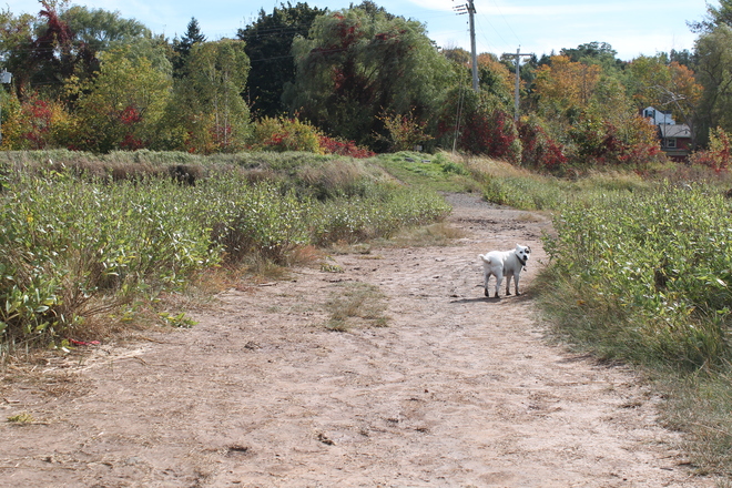 Are you coming for a walk or not on this Great Fall Day in Wolfville? Wolfville, Nova Scotia Canada