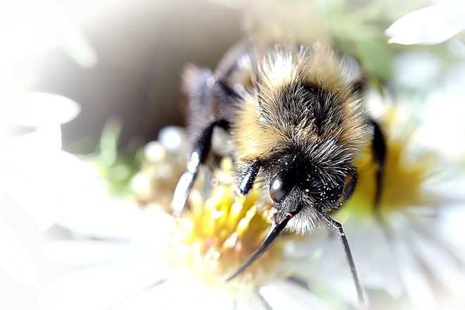 Busy Bee Goderich, Ontario Canada