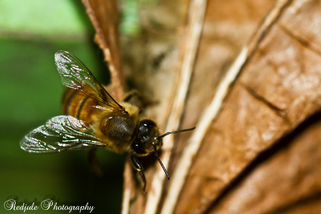 Busy Honey Bee~ Langley, British Columbia Canada