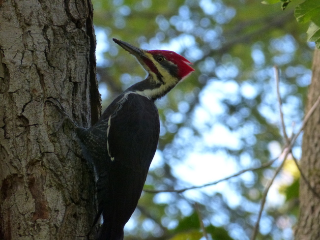 Pileated Woodpecker Ottawa, Ontario Canada