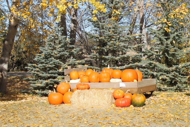 fall pumpkins Vanscoy, Saskatchewan Canada