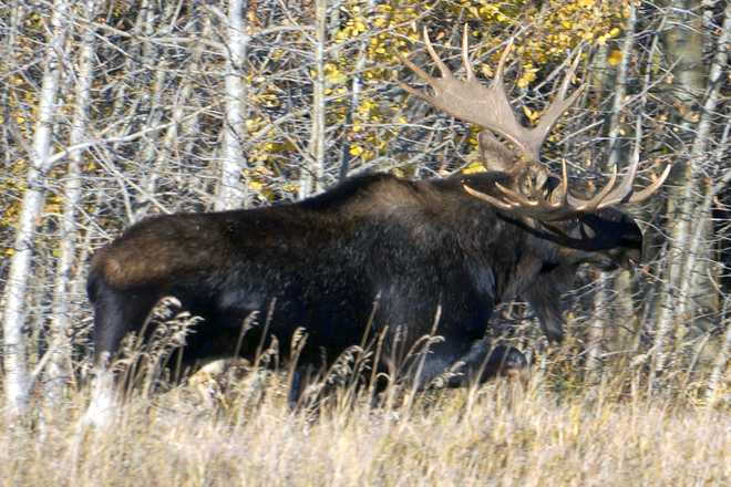 Bull Moose Debolt, Alberta Canada