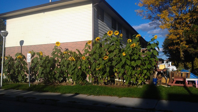 sunflowers Peterborough, Ontario Canada