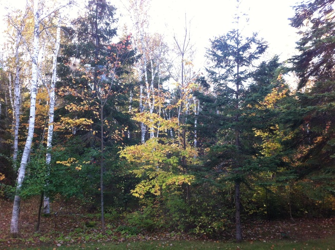 fall color Mundleville, New Brunswick Canada