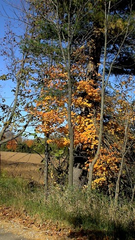 Fall Colors Puslinch, Ontario Canada