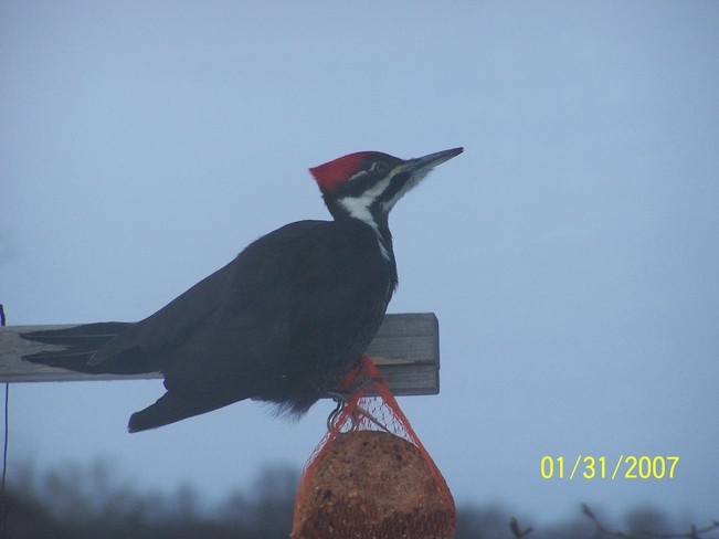 Pileated Wood Pecker Parry Sound, Ontario Canada
