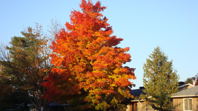 The Fall Colour Tree Carbonear, Newfoundland and Labrador Canada