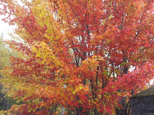 leafs color change Moncton, New Brunswick Canada