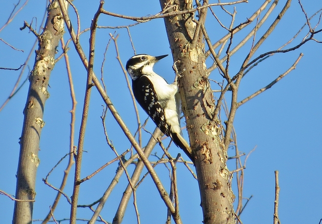 Female Hairy Woodpecker came a knockin.. North Bay, Ontario Canada