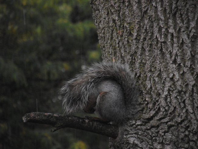Unhappy squirrel Oshawa, Ontario Canada