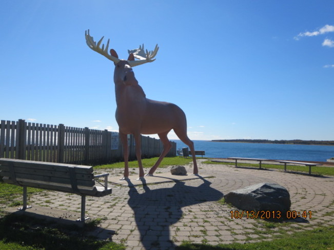 Moose delight Eastern Passage, Nova Scotia Canada