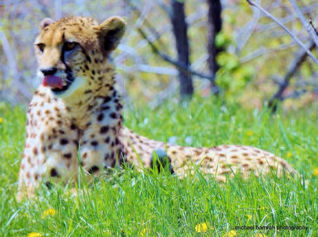 Cheetah Toronto, Ontario Canada