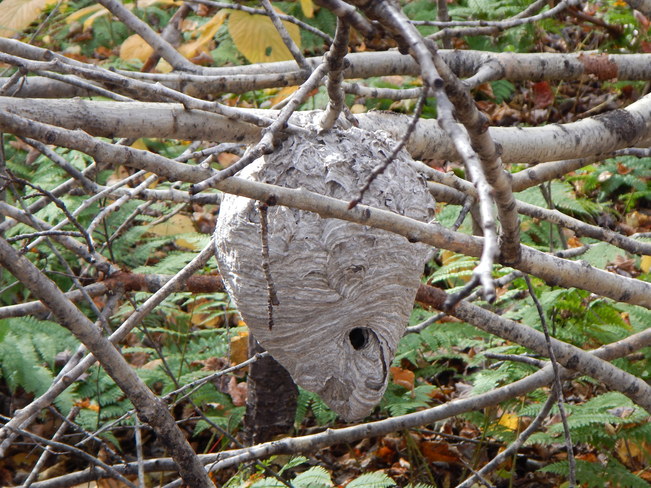 Hornets Nest Durham, New Brunswick Canada
