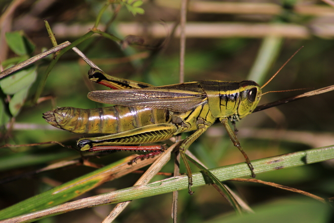 Grasshopper up close Goderich, Ontario Canada
