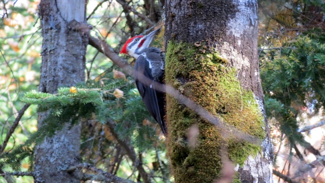 Pileated Woodpecker Moncton, New Brunswick Canada