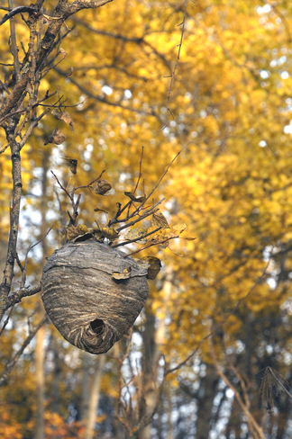 Wasp Nest Olds, Alberta Canada