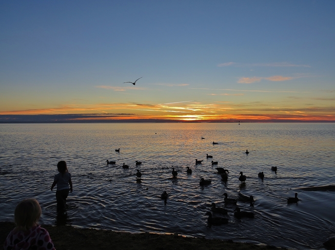 Ducks, kids, and nice sunset says it all. North Bay, Ontario Canada