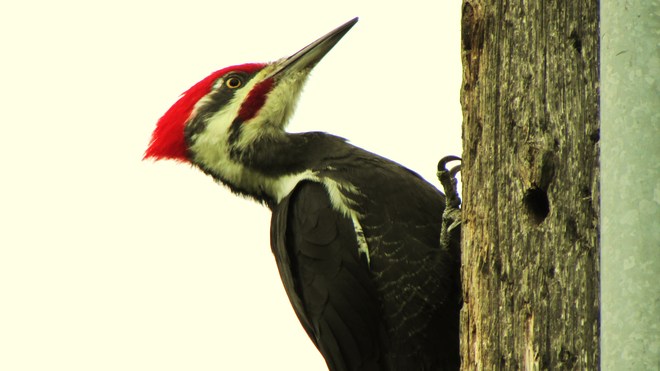 Backyard Pileated Woodpecker Thunder Bay, Ontario Canada