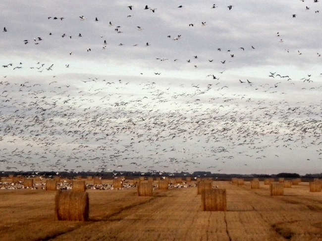 geese migrations Dafoe, Saskatchewan Canada