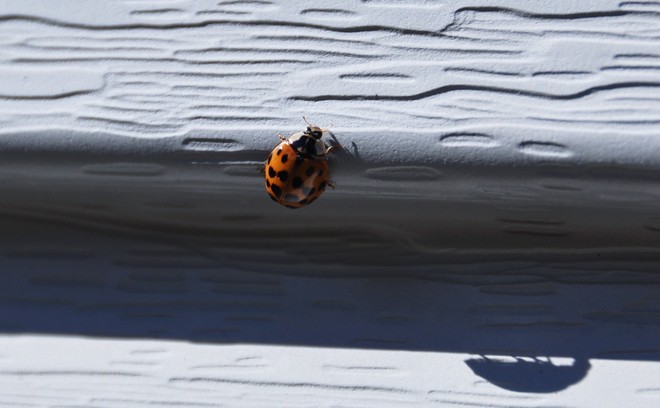 Ladybug Smiths Falls, Ontario Canada