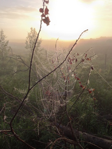 spider fog Britannia No. 502, Saskatchewan Canada