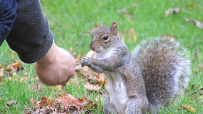 Squirrel Feeding at Angrignon Park Montréal, Quebec Canada
