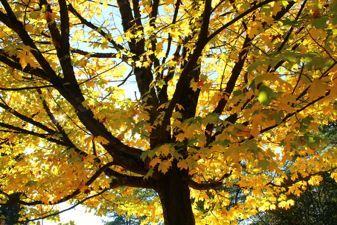 yellow tree Vancouver, British Columbia Canada