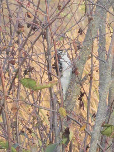 Downy Woodpecker Sackville, New Brunswick Canada