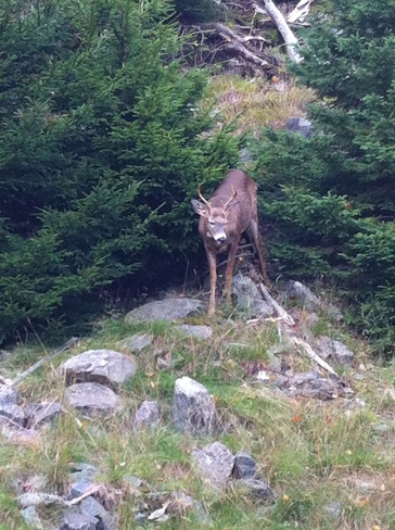 deer in the back yard Bedford, Nova Scotia Canada