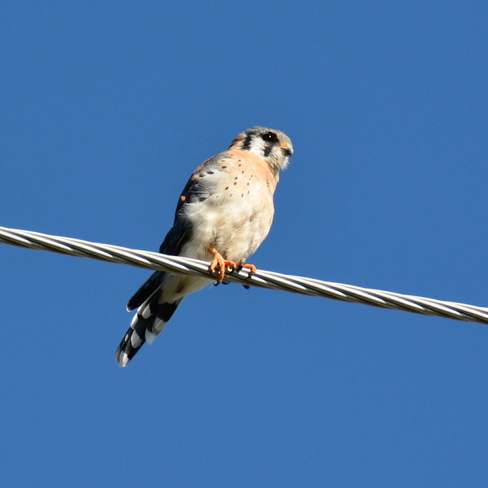 Sparrow Hawk Delhi, Ontario Canada