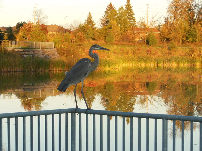 Heron at the pond Barrhaven, Ontario Canada