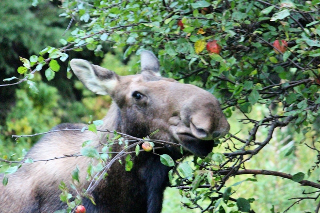 Moose in my backyard Logy Bay-Middle Cove-Outer Cove, Newfoundland and Labrador Canada