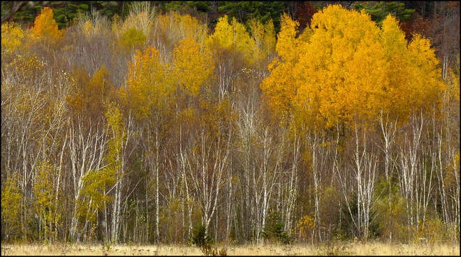 Sherriff Creek red trail, field birches. Elliot Lake, Ontario Canada