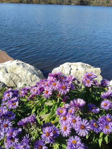 Flowers by Lilly Lake Saint John, New Brunswick Canada