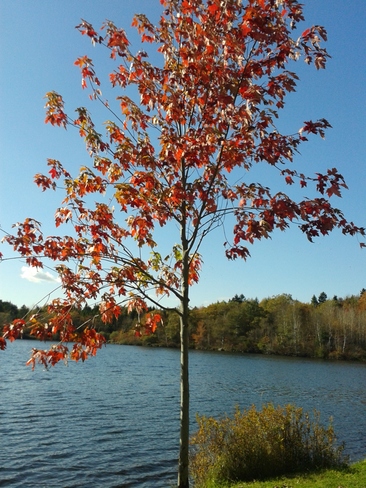 Fall Leaves Saint John, New Brunswick Canada
