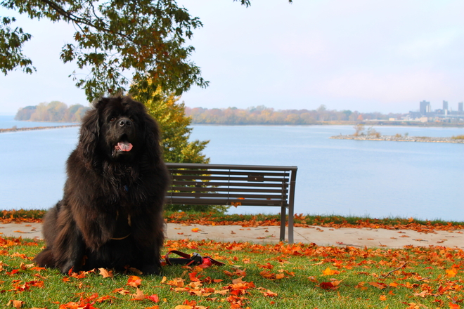 Our newfoundland dog Tillie at Lake Ontario Park, Kingston Kingston, Ontario Canada