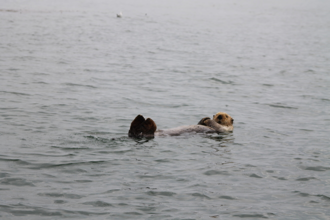 sea otter Valdez, Alaska United States