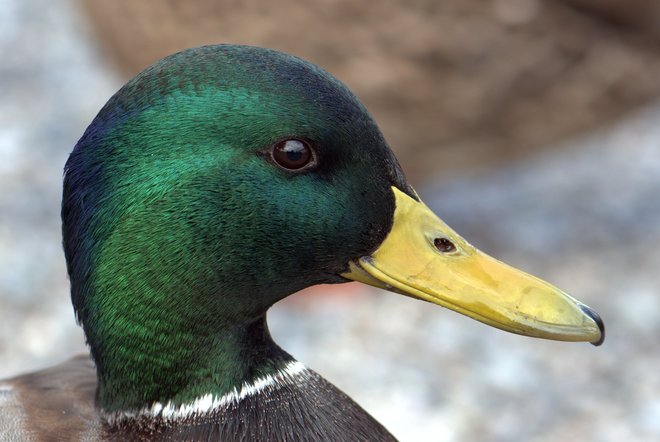Duck Ladner, British Columbia Canada