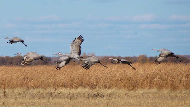 Sandhill Cranes in the fall Ninette, Manitoba Canada