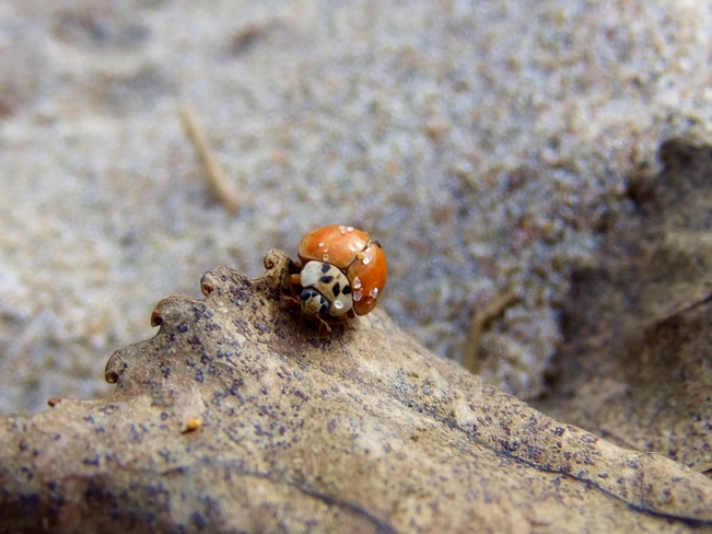 Lady Bug sand grains Toronto Islands, Ontario Canada