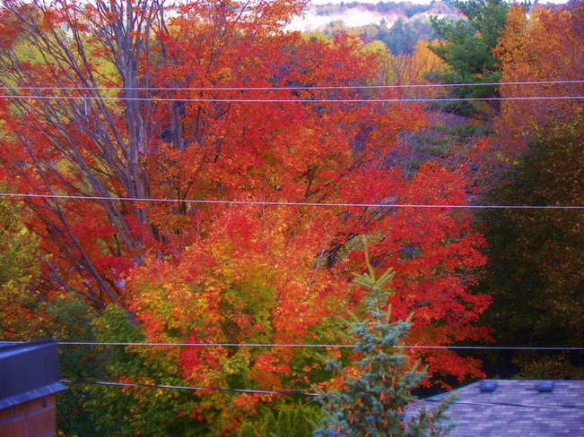 Bright Colours Orillia, Ontario Canada