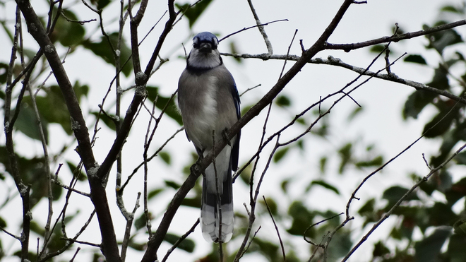 Blue Jay in a tree. Cambridge, Ontario Canada