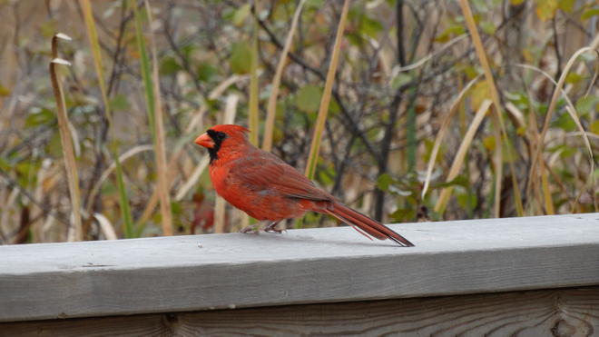Cardinal Cambridge, Ontario Canada